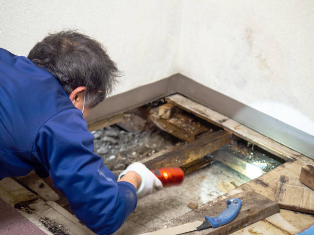Professional Mold Removal in St Simons, GA