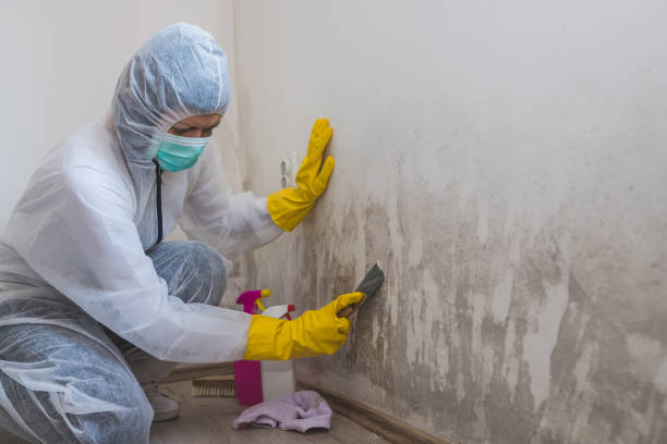 Best Fast Mold Removal  in St Simons, GA