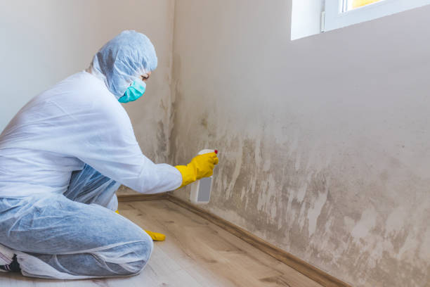 Home Mold Removal in St Simons, GA
