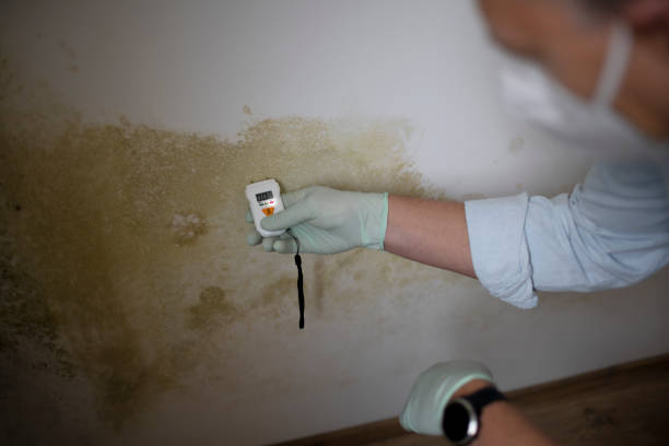 Best Mold Damage Repair  in St Simons, GA