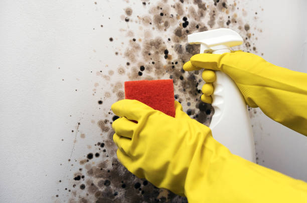Best Home Mold Removal  in St Simons, GA