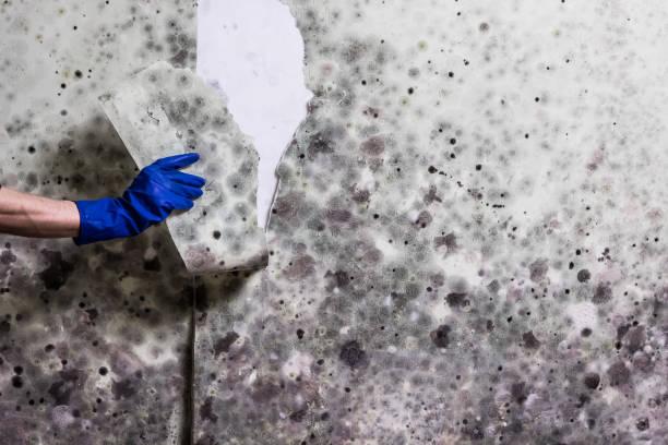 Best Office Mold Removal Services  in St Simons, GA