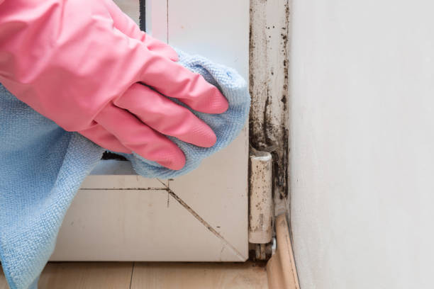 Office Mold Removal Services in St Simons, GA